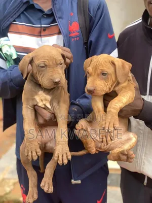 1-3 mois Homme Pure race Boerboel