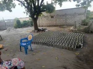 Parcelle À Vendre – N’Sele, 1ère Avenue Après l'Asphalte 3 Paillotes