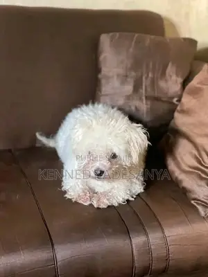 6 à 12 mois Femme Pure race Maltais