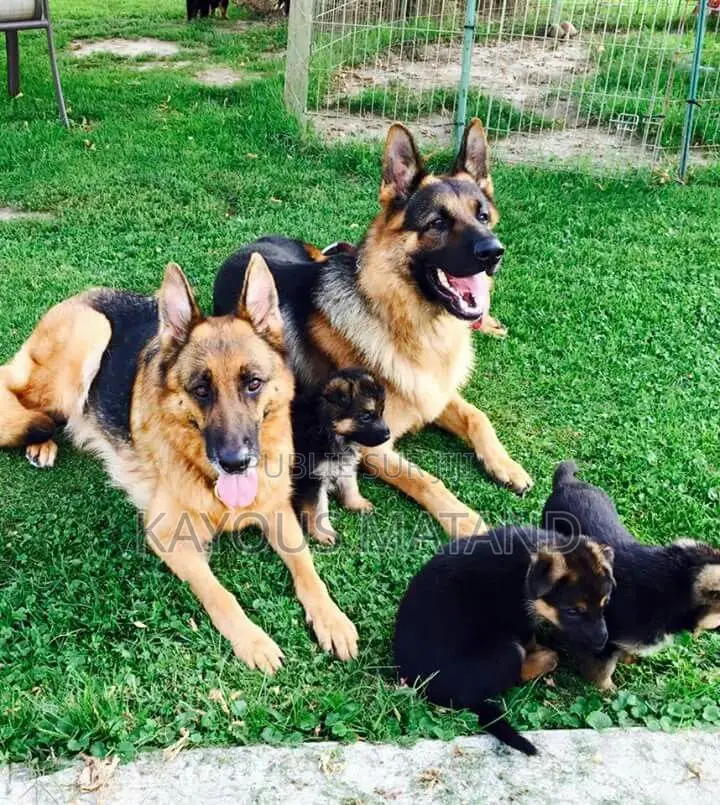 1-3 mois Homme Pure race Berger Picard