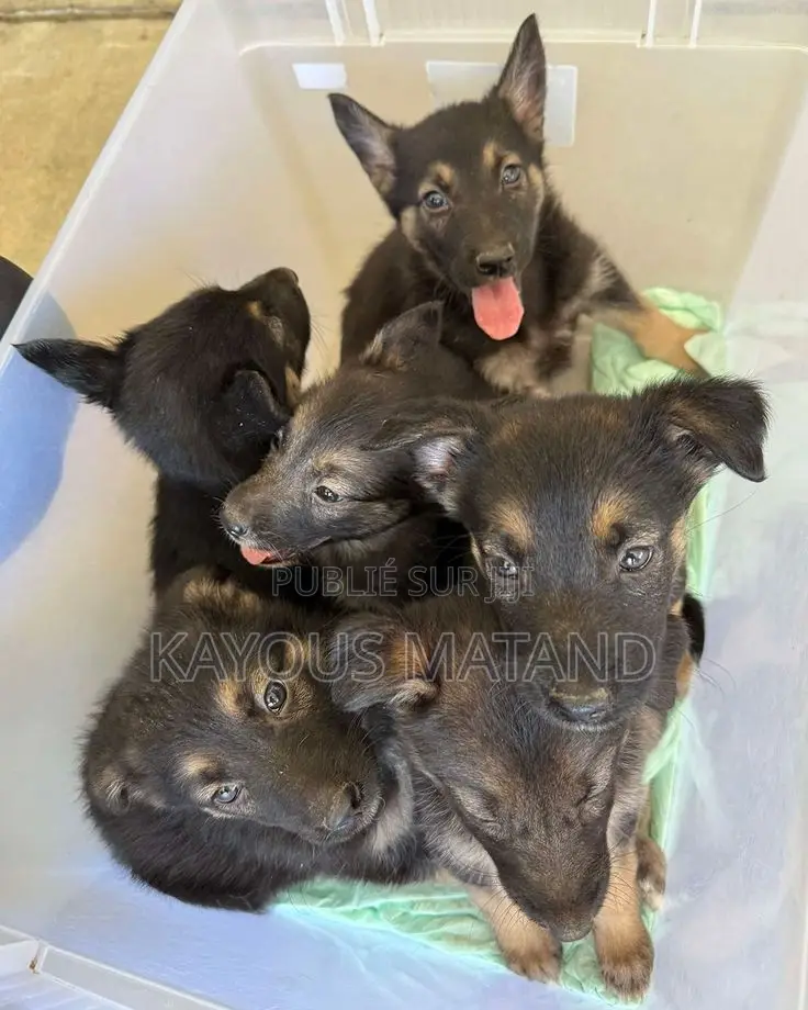 1-3 mois Homme Pure race Berger Picard