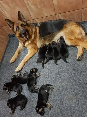 1-3 mois Homme Pure race Berger Picard