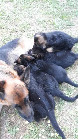 1-3 mois Homme Pure race Berger Picard