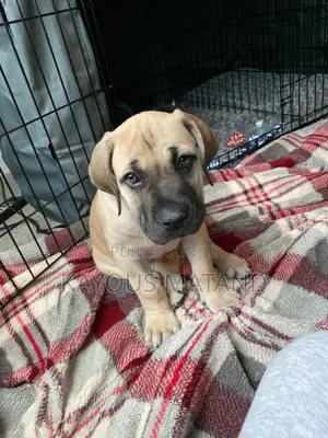 3-6 mois Homme Pure race Boerboel