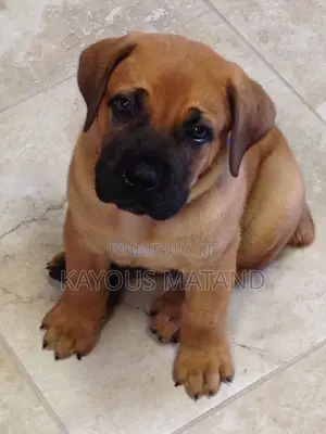 3-6 mois Homme Pure race Boerboel