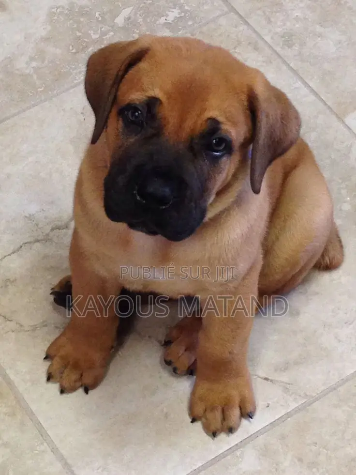 3-6 mois Homme Pure race Boerboel