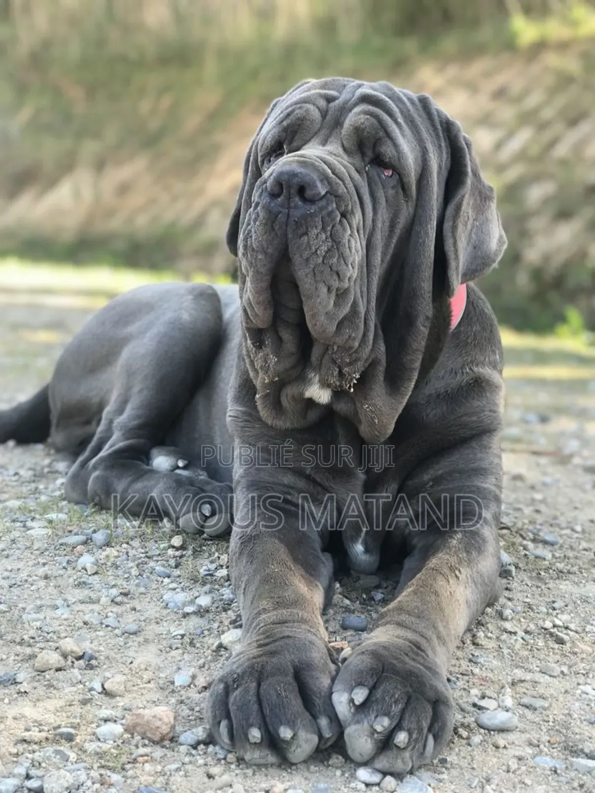 3-6 mois Homme Pure race Boerboel