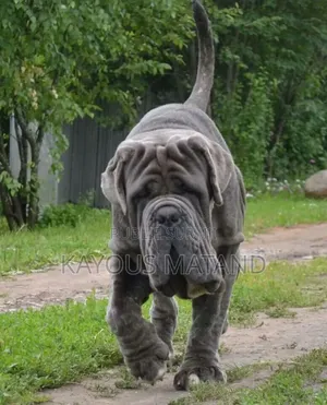 3-6 mois Homme Pure race Boerboel