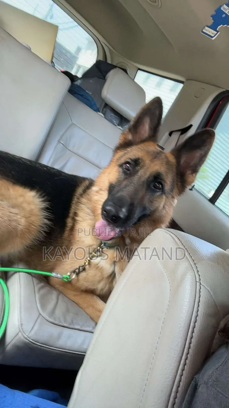 3-6 mois Homme Pure race Boerboel