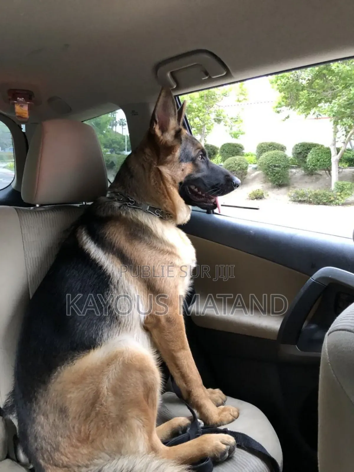 3-6 mois Homme Pure race Boerboel