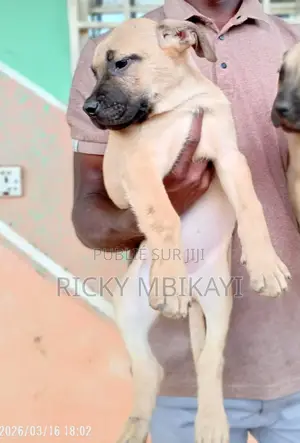 1-3 mois Homme Pure race Boerboel