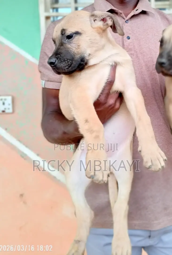 1-3 mois Homme Pure race Boerboel