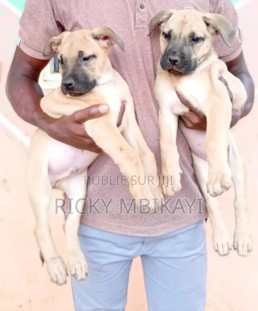 1-3 mois Homme Pure race Boerboel