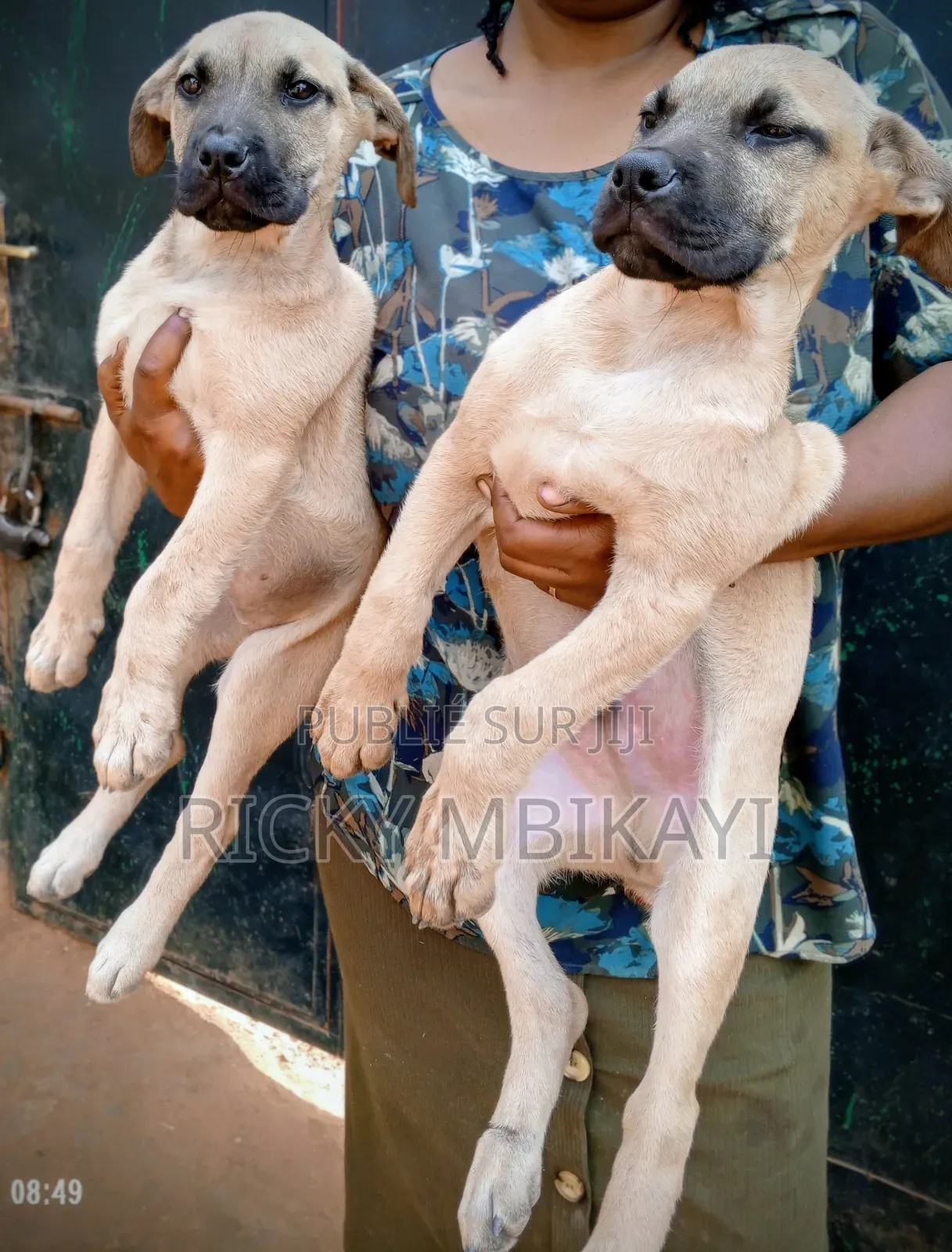 1-3 mois Homme Pure race Boerboel
