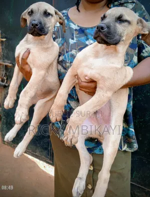 1-3 mois Homme Pure race Boerboel