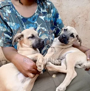 1-3 mois Homme Pure race Boerboel