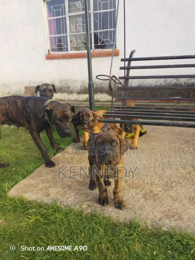 3-6 mois Femme Pure race Boerboel