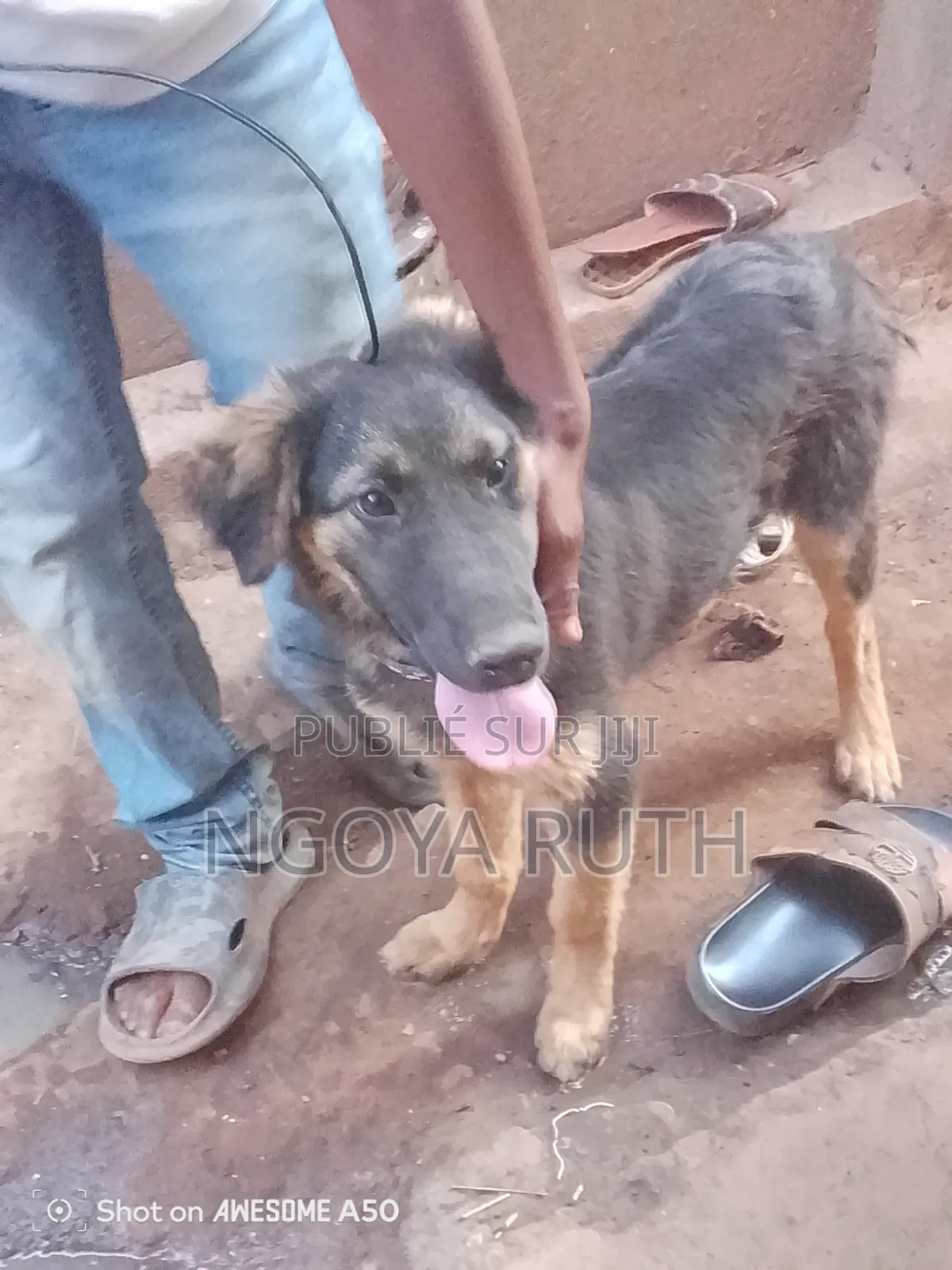 3-6 mois Homme Race mixte Belgian Malinois
