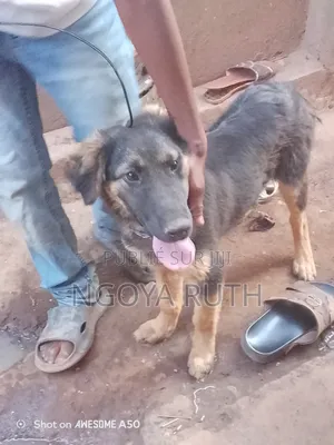 3-6 mois Homme Race mixte Belgian Malinois