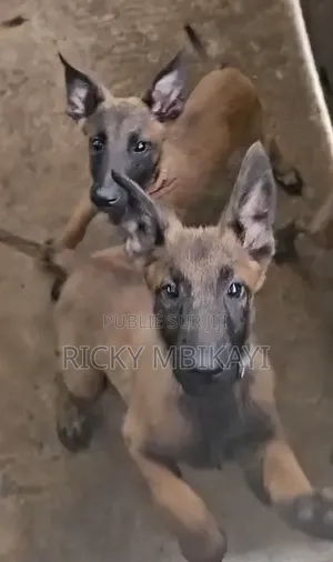 3-6 mois Femme Pure race Belgian Malinois