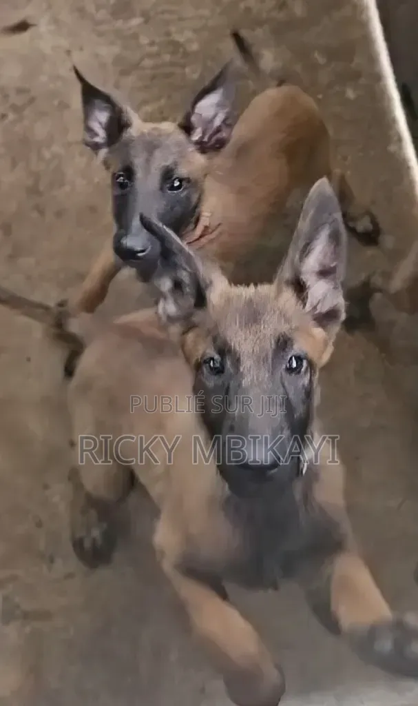 3-6 mois Femme Pure race Belgian Malinois