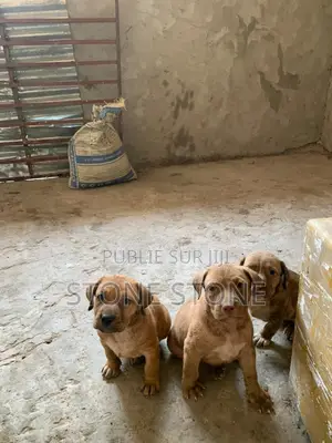1-3 mois Homme Pure race American Pit Bull Terrier
