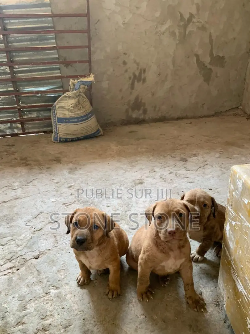 1-3 mois Homme Pure race American Pit Bull Terrier