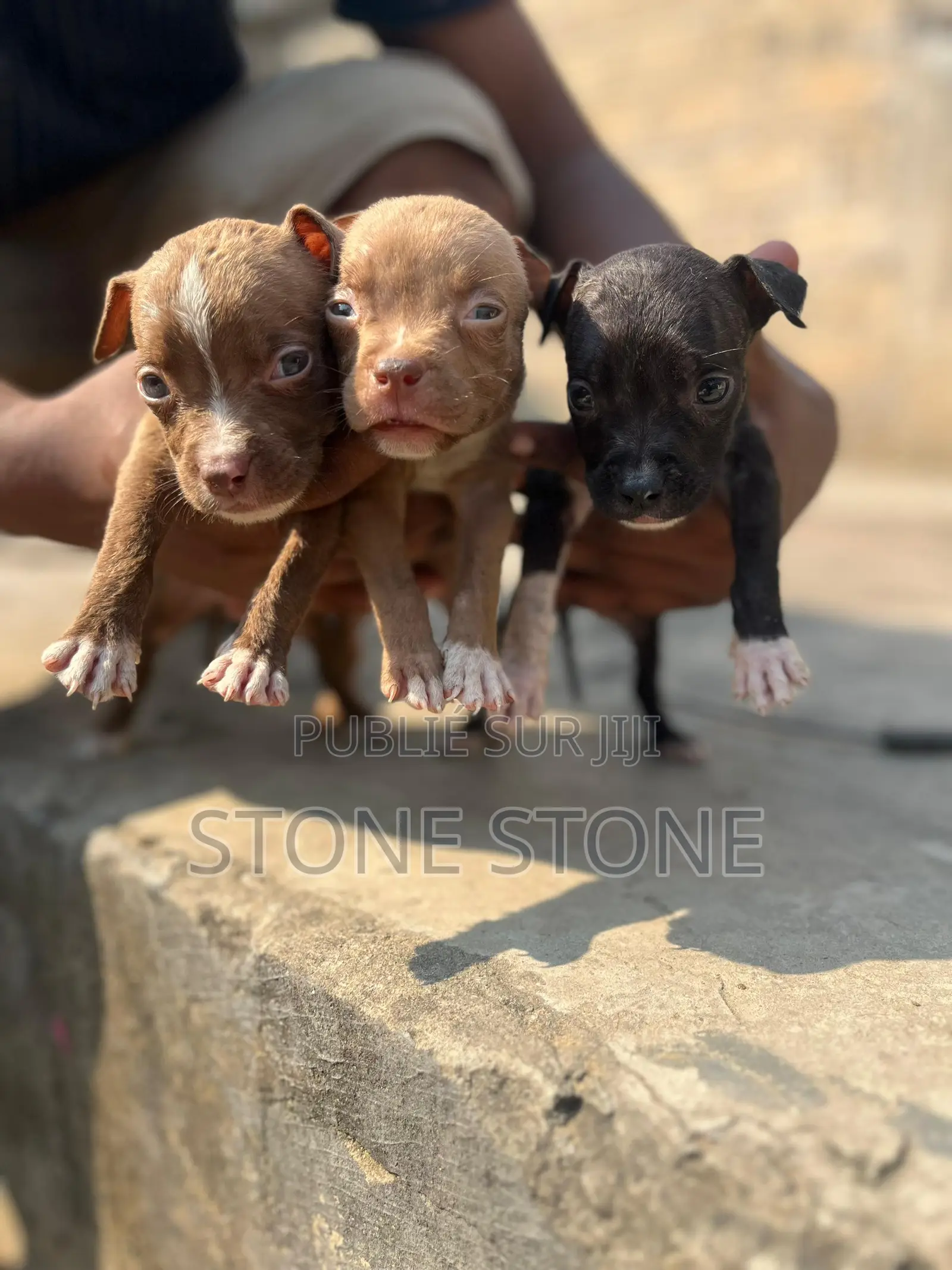 0-1 mois Homme Pure race American Pit Bull Terrier
