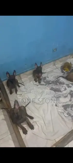 1-3 mois Homme Pure race Belgian Malinois