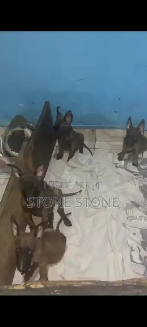 1-3 mois Homme Pure race Belgian Malinois