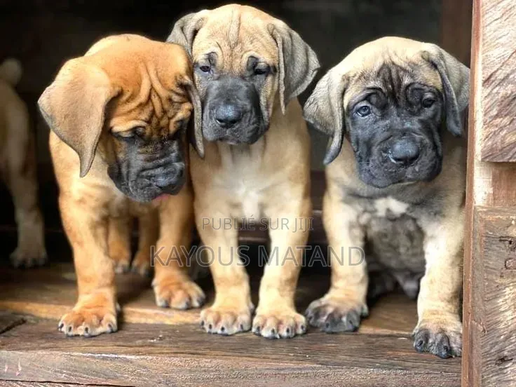 3-6 mois Homme Pure race Berger Picard