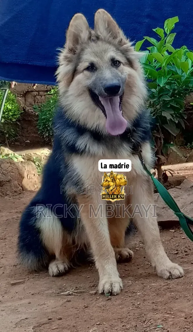 0-1 mois Homme Pure race German Shepherd