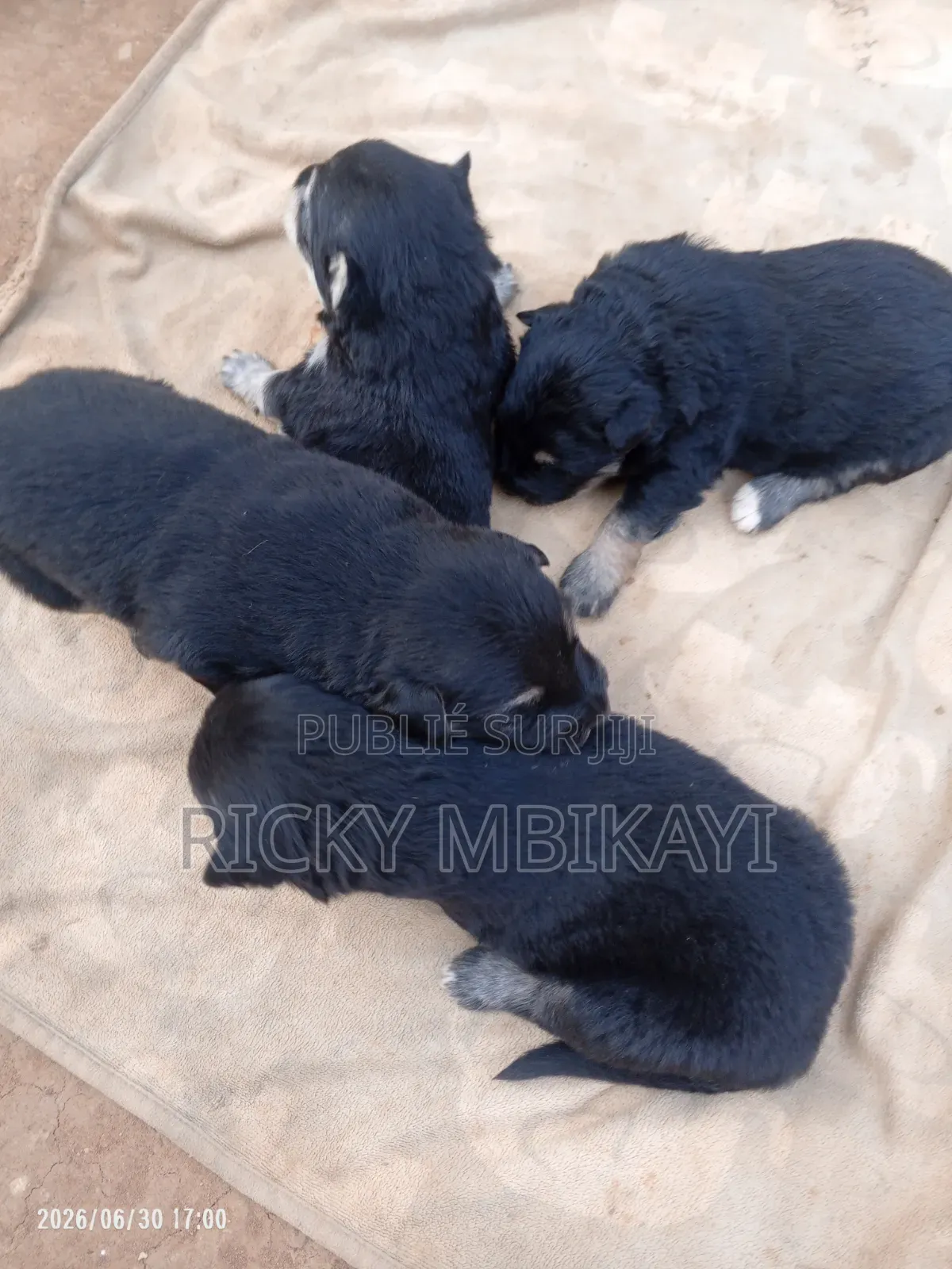 0-1 mois Homme Pure race German Shepherd