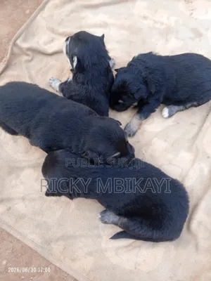 0-1 mois Homme Pure race German Shepherd