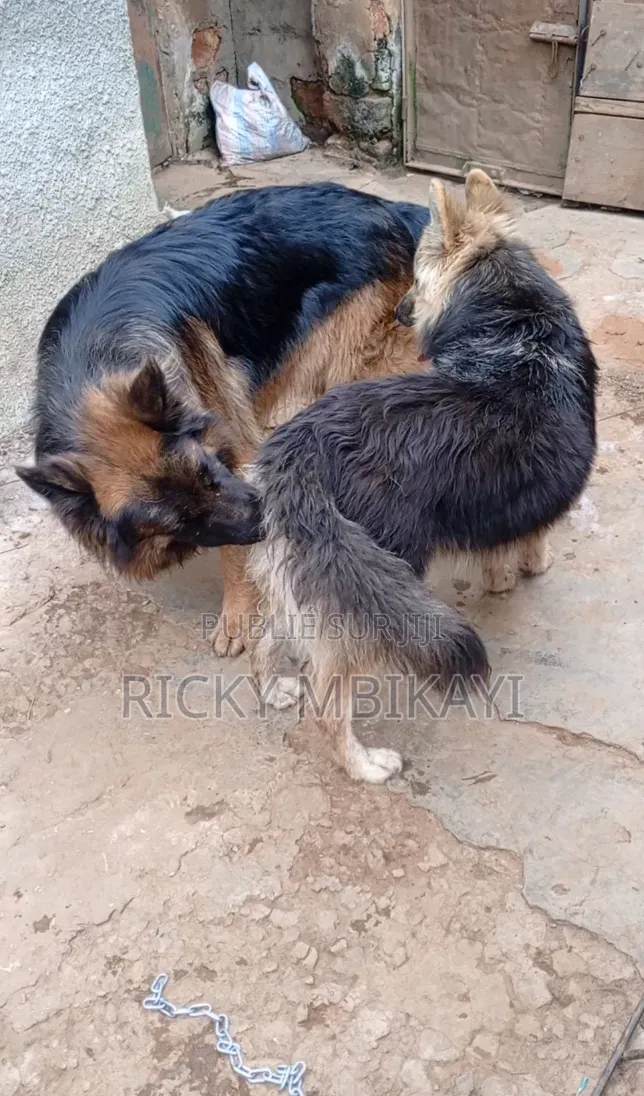 0-1 mois Homme Pure race German Shepherd