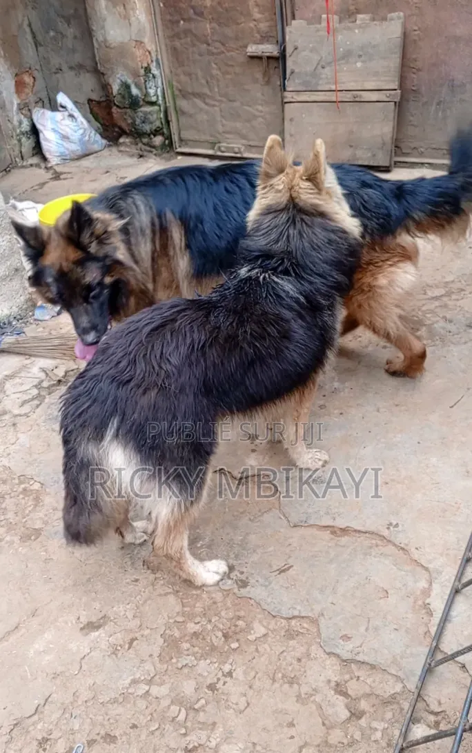 0-1 mois Homme Pure race German Shepherd