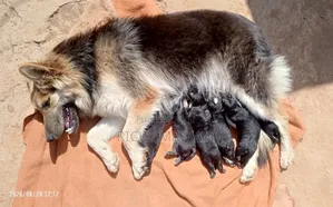 0-1 mois Homme Pure race German Shepherd