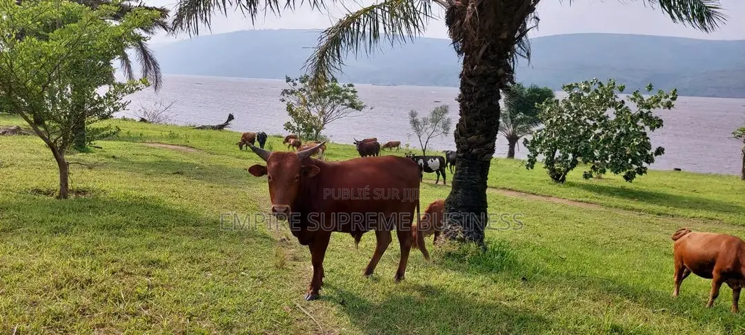 – 150 Hectares en Bordure Du Fleuve À Malukuempire Supreme Business