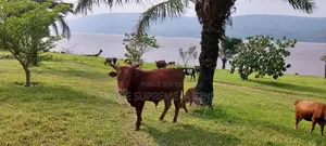 – 150 Hectares en Bordure Du Fleuve À Malukuempire Supreme Business