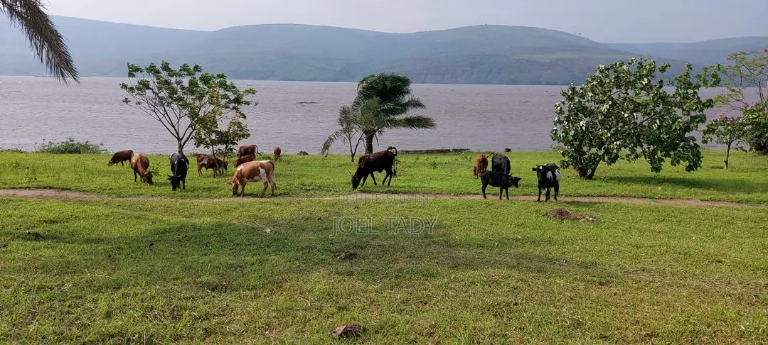 – 150 Hectares en Bordure Du Fleuve À Malukuempire Supreme Business