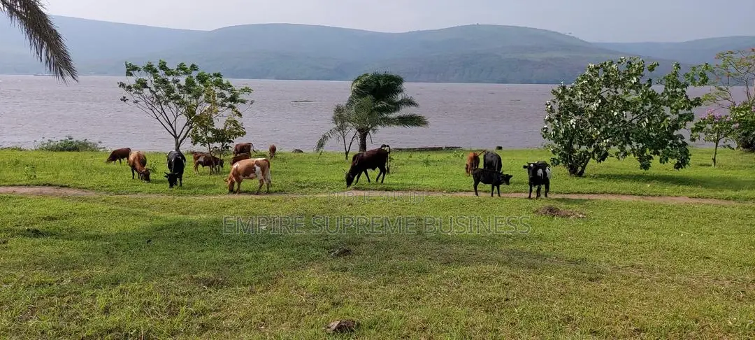 – 150 Hectares en Bordure Du Fleuve À Malukuempire Supreme Business