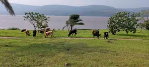 – 150 Hectares en Bordure Du Fleuve À Malukuempire Supreme Business