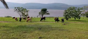 – 150 Hectares en Bordure Du Fleuve À Malukuempire Supreme Business