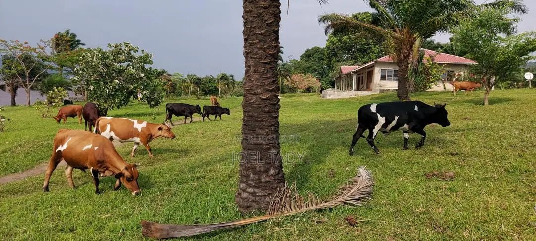 – 150 Hectares en Bordure Du Fleuve À Malukuempire Supreme Business
