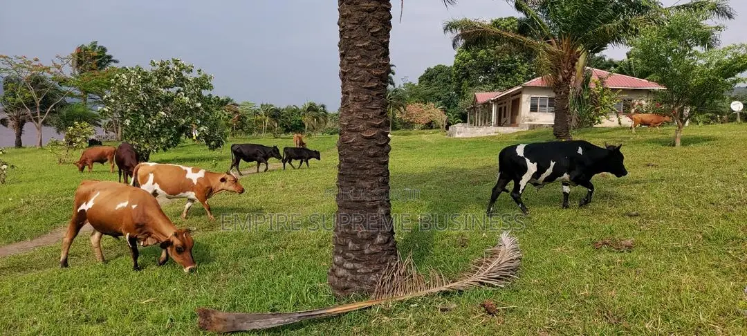 – 150 Hectares en Bordure Du Fleuve À Malukuempire Supreme Business
