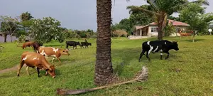 – 150 Hectares en Bordure Du Fleuve À Malukuempire Supreme Business