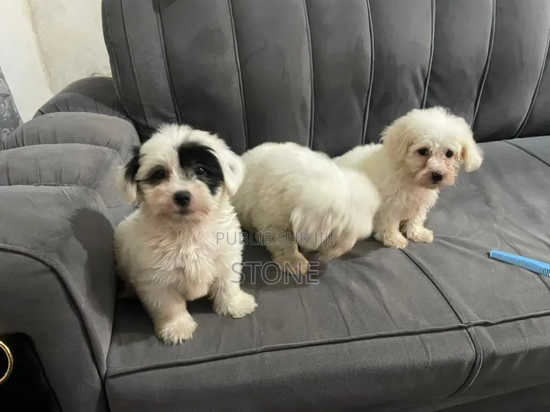 1-3 mois Homme Pure race Bichon Frise