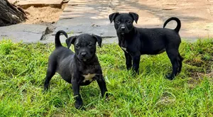 1-3 mois Femme Pure race American Pit Bull Terrier