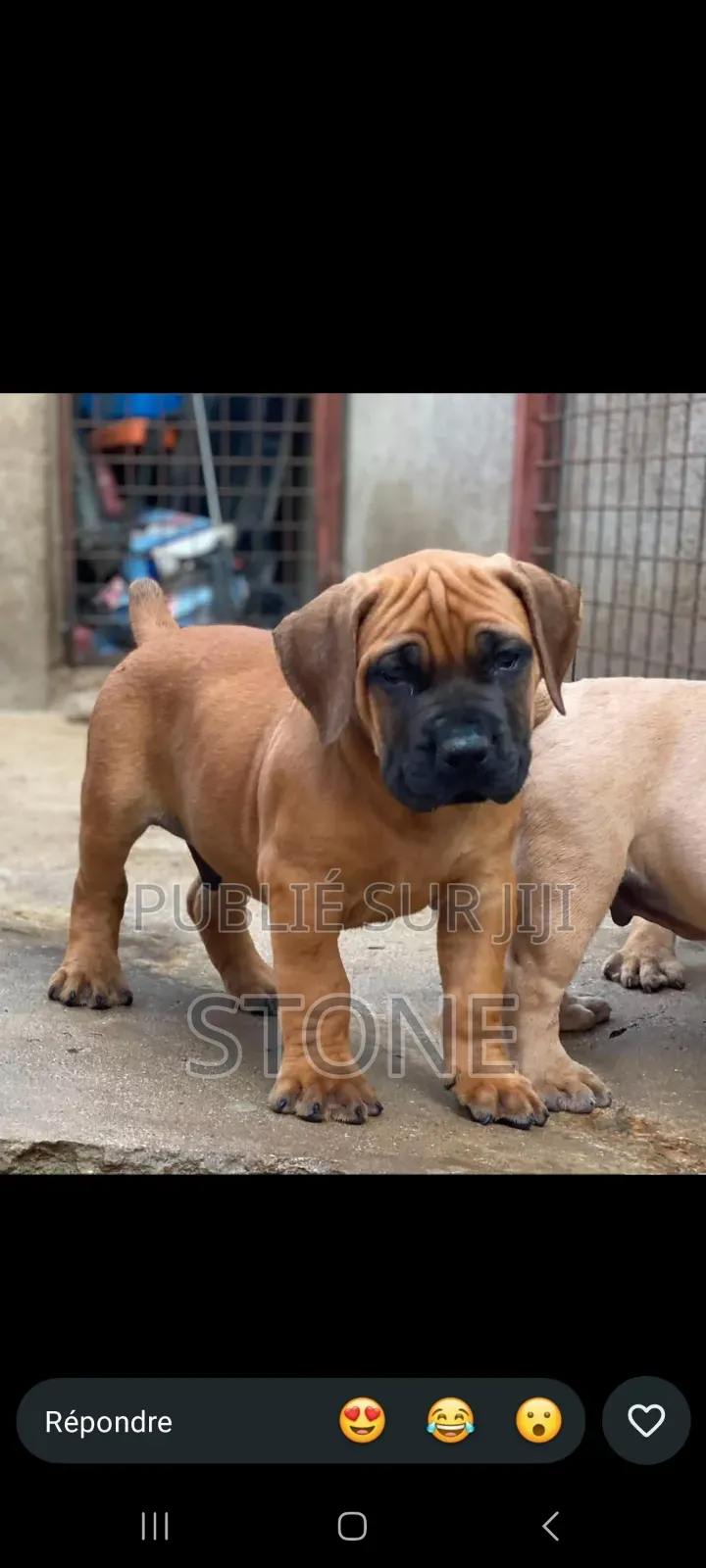 1-3 mois Homme Pure race Boerboel