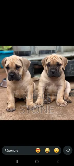 1-3 mois Homme Pure race Boerboel
